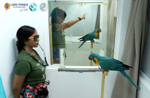 Blue-throated macaws learn by imitating others
