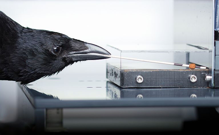 A carrion crow neatly guides a food pellet out of a Plexiglas box using a stick