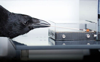 Carrion crows can learn precise tool use