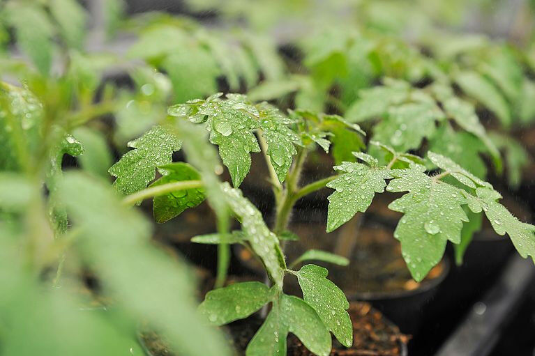 Tomato plants employ a sophisticated system of activating and inhibitory signals