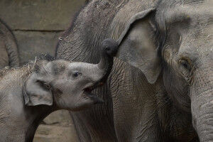 Contraception and castration increase lifespan in mammals