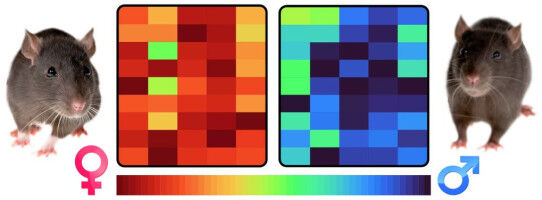 Die Organe des Menschen sind nicht m�nnlich oder weiblich�