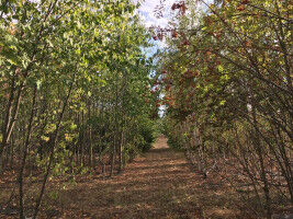 Diverse forests are more resistant to climate change