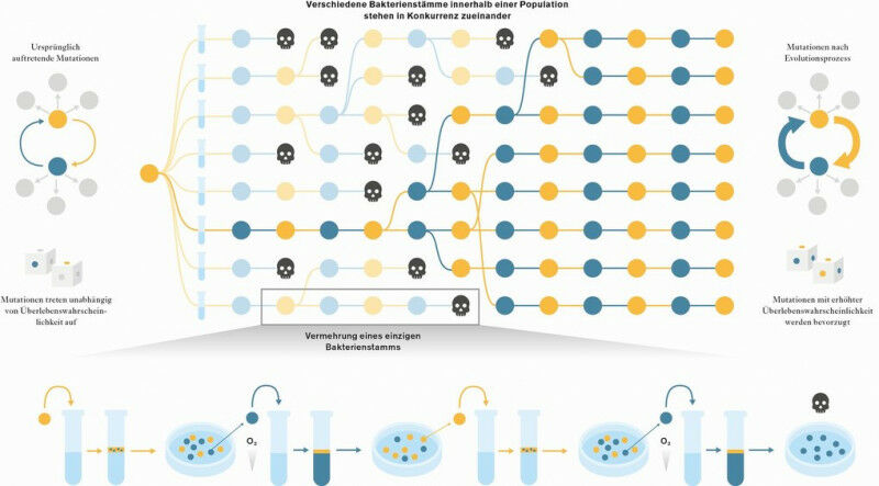 Experimentelle Evolution der Evolvierbarkeit durch Abstammungsselektion. Mutatio