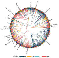 Enduring patterns in the world's languages