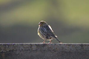 Female canaries can sing throughout their entire lives
