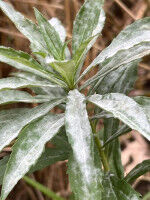 Fremde Pflanzenarten f�gen sich schneller als gedacht in Natur ein