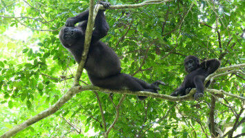 Gorillas in the trees