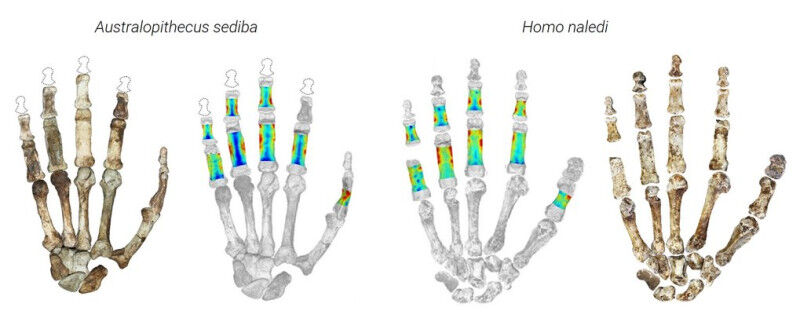 Fossile Hände von Australopithecus sediba (ca. zwei Millionen Jahre alt) und Hom
