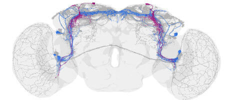 Innere Uhr im Minimalformat