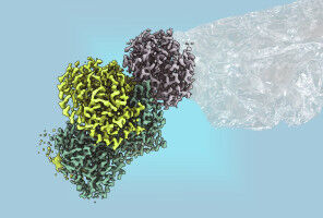 Mit Mikroben zu erneuerbaren Kunststoffen