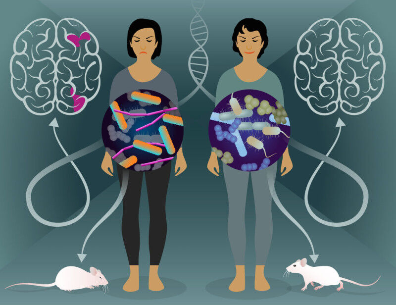 In a twin study, researchers successfully characterized gut bacteria involved in