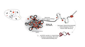 Neue RNA-Klasse schafft Ordnung in der Zelle