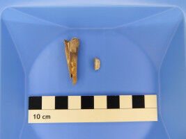 Pesterreger in 4.000 Jahre altem Schafszahn entdeckt