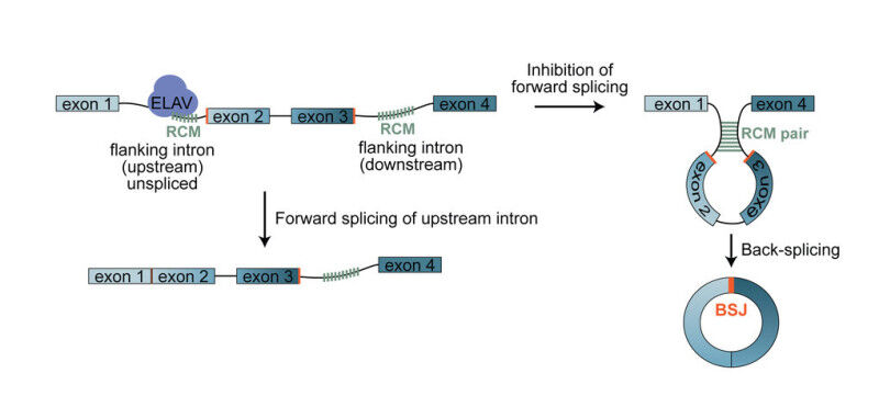 Modell der ELAV-vermittelten circRNA-Biogenese: Das ELAV-Protein bindet an spezi
