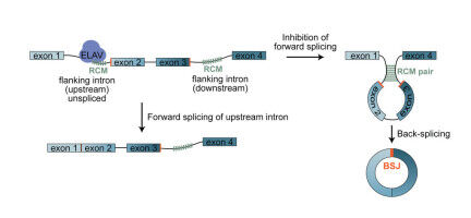 Ringf�rmige RNA im Hirn