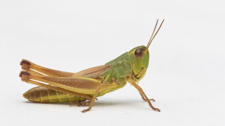 Ein Gemeiner Grashüpfer (Pseudochorthippus parallelus) - diese Art wird häufig a