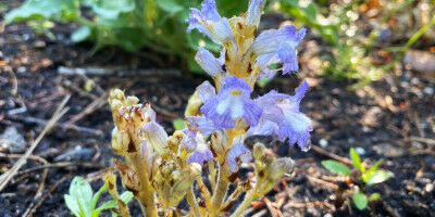 Selbstaktivierung geh�rt zur Erfolgsstrategie parasitischer Unkr�uter