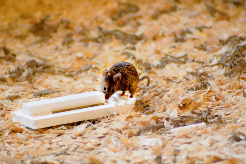 A house mouse in a targeted attempt to solve an experimental problem. © MPI f. E