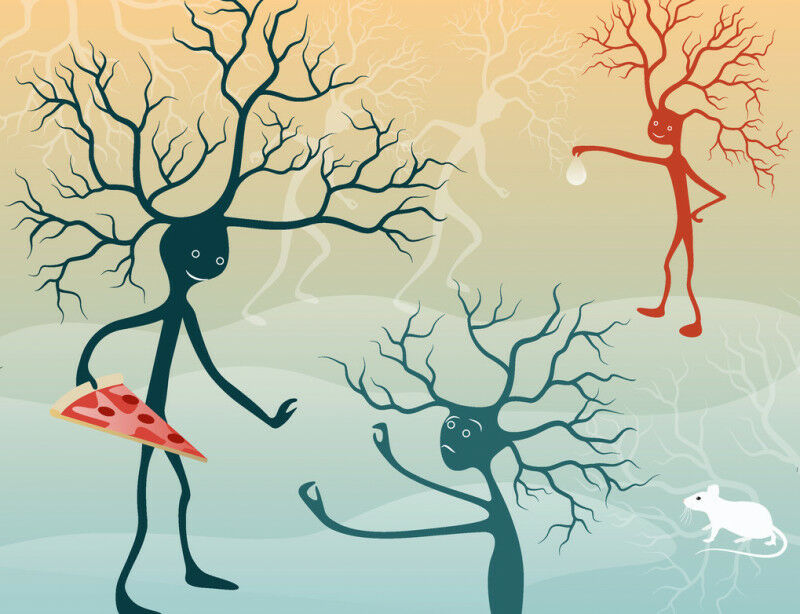 Specialized -thirst- and -hunger- neurons in the amygdala operate through distin