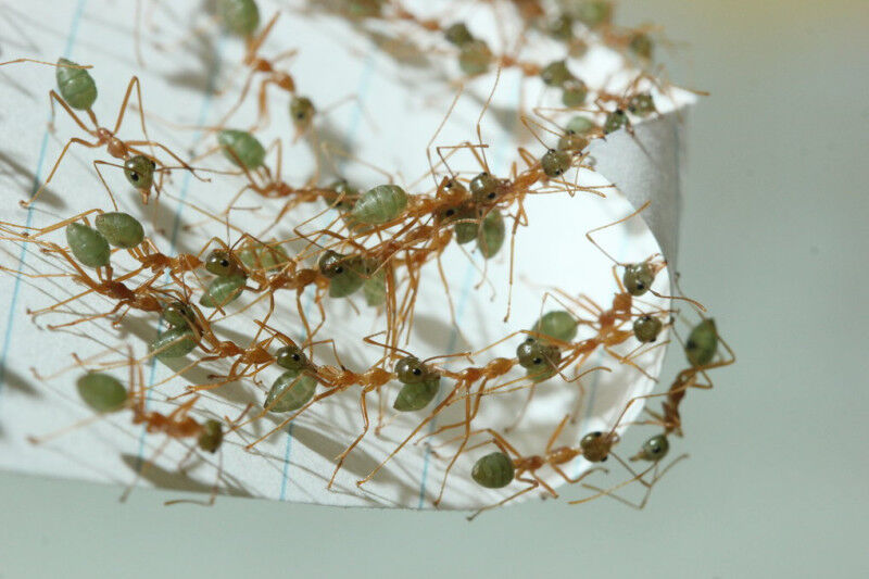 Weaver ants working in a team to roll an experimental leaf in the laboratory © C