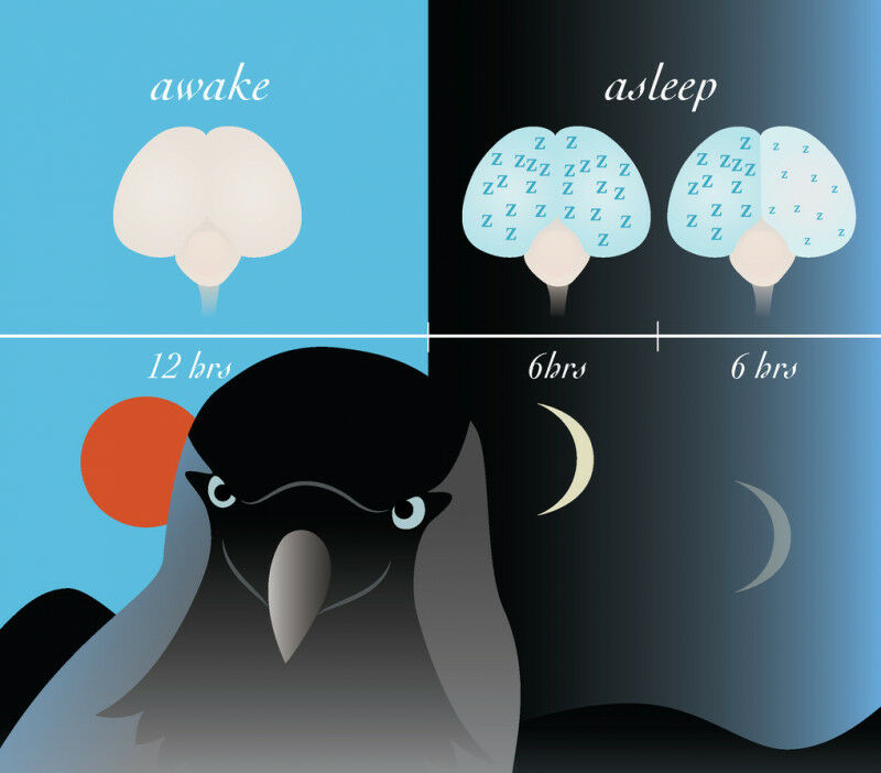 Sleep-deprived jackdaws spent more time in deep, symmetrical sleep - especially