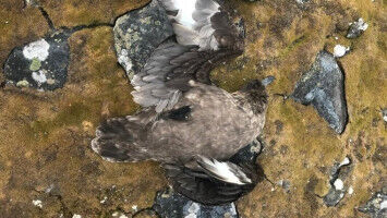 Vogelgrippe in der Antarktis breitet sich aus