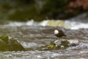 Wasseramseln senden stille Signale am lauten Fluss