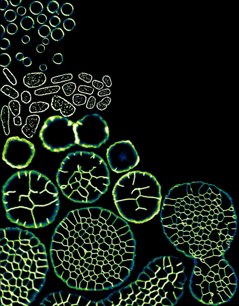 Sensing complex multicellularity: The observed transition of Haloferax volcanii