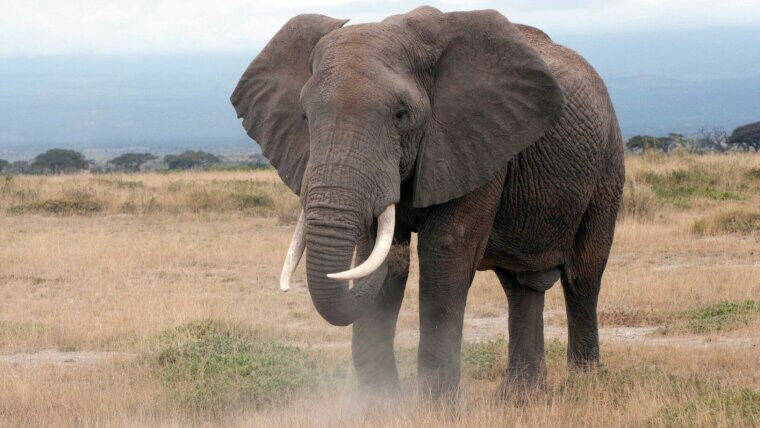 Ein Elefant bei der Nahrungsaufnahme. Foto: Bernd Adam