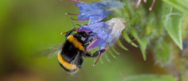 A bumblebee searches for nectar on a flower. (Image: Anna Stöckl / Universität K