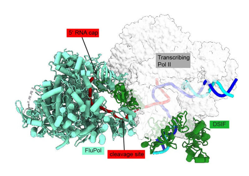 The figure shows the 3D structure of the influenza polymerase (FluPol) stalled j