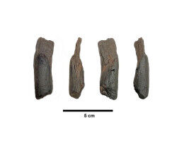 Earliest evidence of wooden tools used by humans