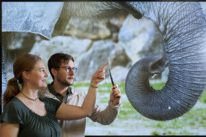 Elephant trunk whiskers exhibit material intelligence