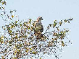 Europe's buzzards are losing their colour diversity