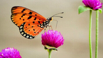 Fotos aus sozialen Medien k�nnten L�cken in Biodiversit�tsdaten schlie�en