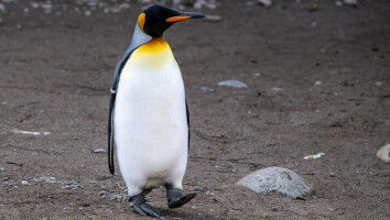 Gut ern�hrte Pinguine leben l�nger, altern jedoch schneller - �hnlich wie modern