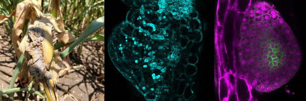 How a Fungus Leads to Tissue Growths in Maize