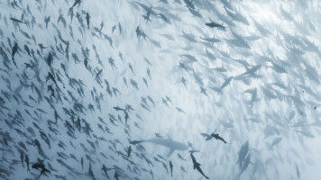 Kleinere Fische und ver�nderte Nahrungsnetze - auch dort, wo die Artenzahl gleich bleibt