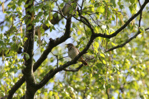 Nightingales strike the right chord
