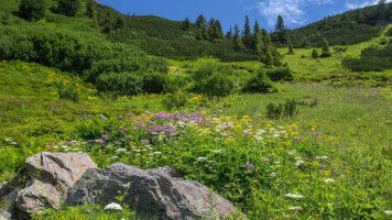 Pflanzenwandel folgt Klimawandel: Berggipfel reagieren am schnellsten auf Erw�rm