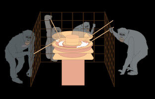 Schimpansen l�sen Ressourcenkonflikte besser in gr��eren, toleranteren Gruppen