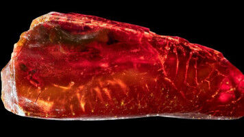 Sehr gut erhaltene Ameise in Goethes Bernstein