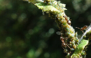Stadtameisen sind weniger w�hlerisch