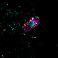 Symbiotic Bacteria help clean Wastewater