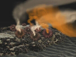 Was Seeigel- und Lachsspermien zum Schwimmen bringt