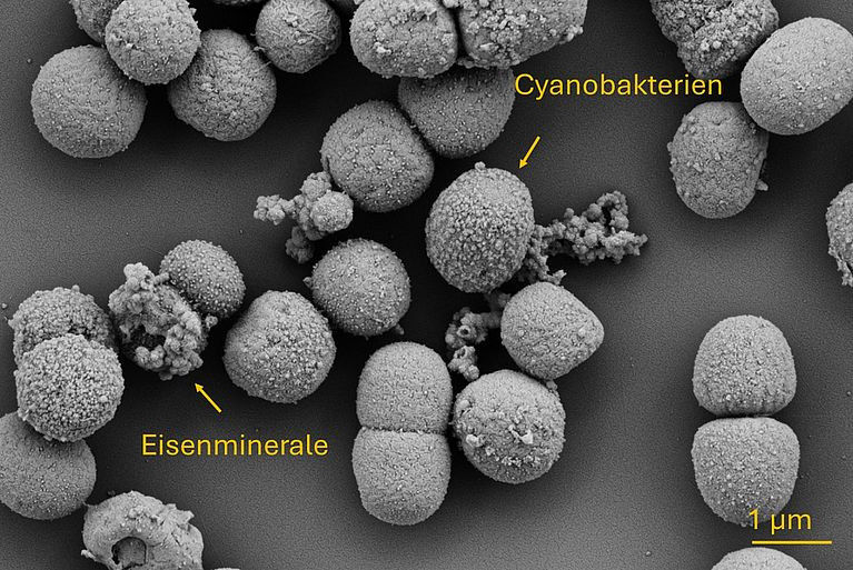 Geowissenschaften - Rasterelektronenmikroskopische Aufnahmen der kugelförmigen Cyanobakterien Synechococcus sp. PCC7002 und der ausgefällten Eisenminerale. Geowissenschaften