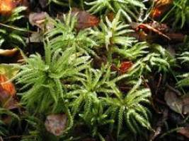 100 verschiedene Moose im Botanischen Garten der Universit�t T�bingen