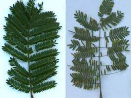 Ameisen schützen Akazienpflanzen vor Krankheitserregern