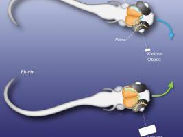 Angriff oder Flucht - das Zebrafisch-Auge entscheidet